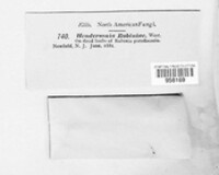 Microdiplodia robiniae image
